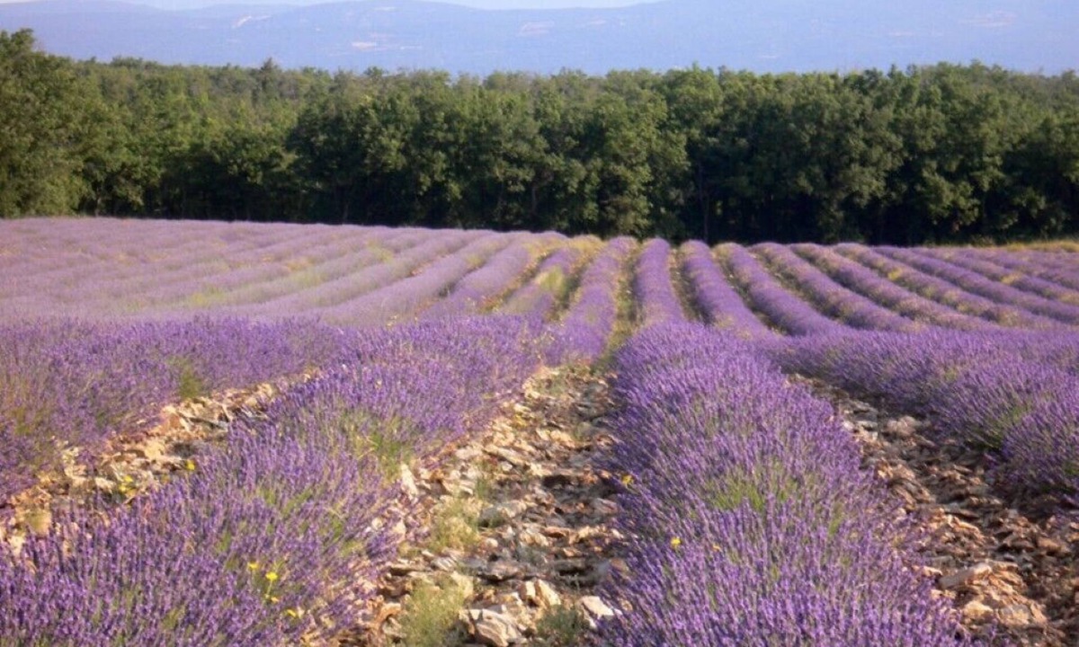 Saignon House | 2 Bedroom Private vacation home in Saignon
