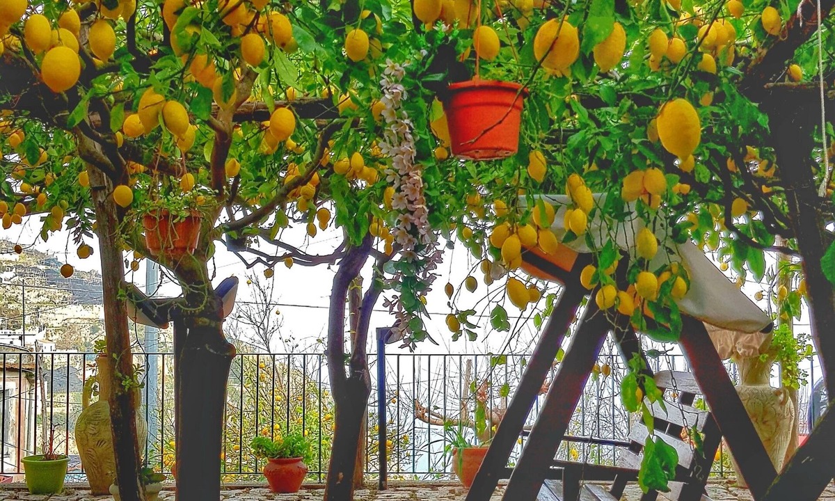 Minori Villa | Lulu's Lemon Grove, vacation among the lemons!