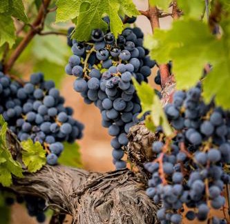 Draguignan Hotel | Domaine Rabiega - Vineyard and Boutique hotel