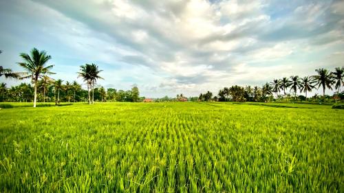 Pejeng Kawan Bed & Breakfast | Villa Sawah Ramah