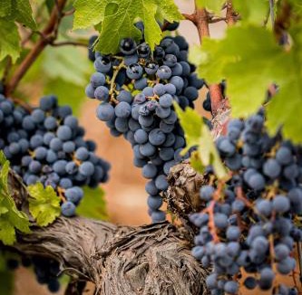 Draguignan Hotel | Domaine Rabiega - Vineyard and Boutique hotel