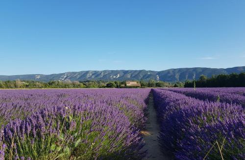 Viens Apartment | Le Cosy Luberon - Gite provençal avec piscine
