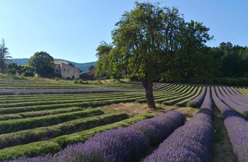 Sault Bed & Breakfast | Le Mas des Lavandes