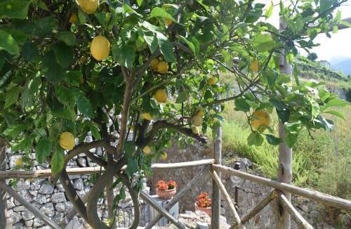 Minori Bed & Breakfast | Torre Elisea