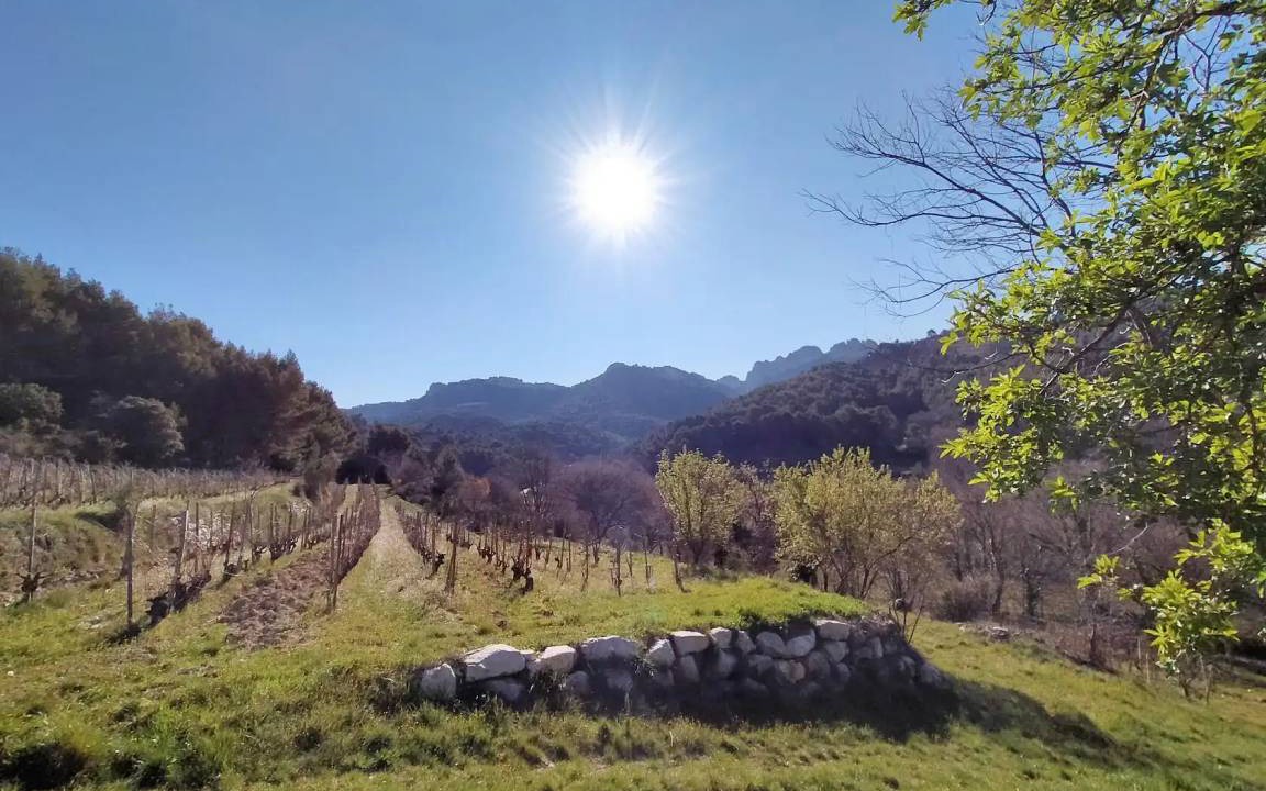 Photo of Others in Gigondas