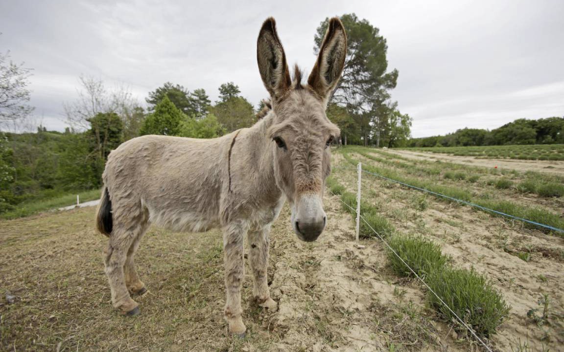 Photo of Others in Forcalquier