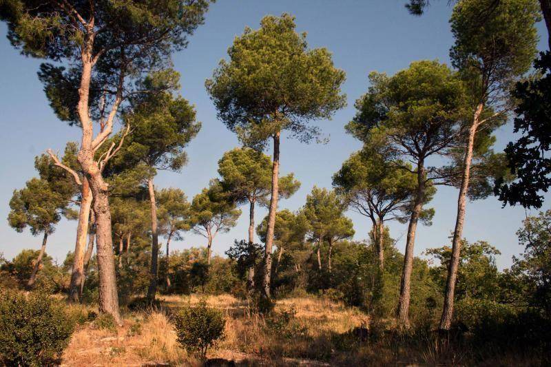 Photo of Others in Saumane-de-Vaucluse