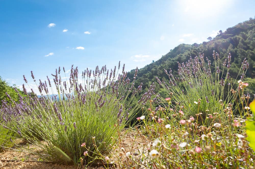 Photo of Outdoor in Malaucene
