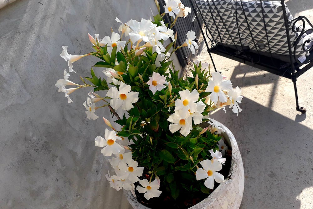 Photo of Outdoor in Violes