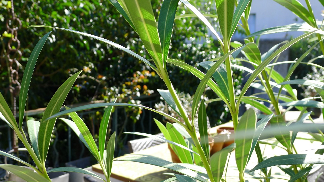 Photo of Outdoor in Cogolin