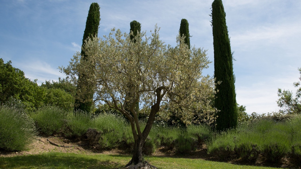 Photo of Outdoor in Gordes