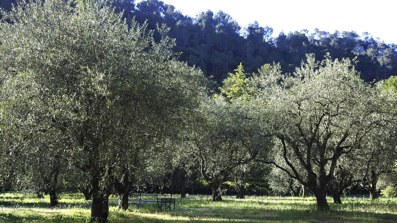 Photo of Outdoor in La Roquebrussanne