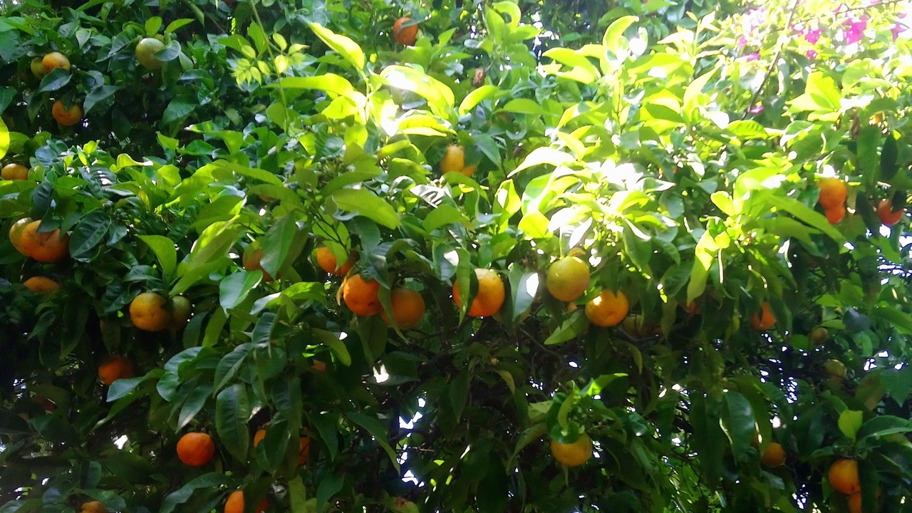 Photo of Outdoor in Bormes-Les-Mimosas