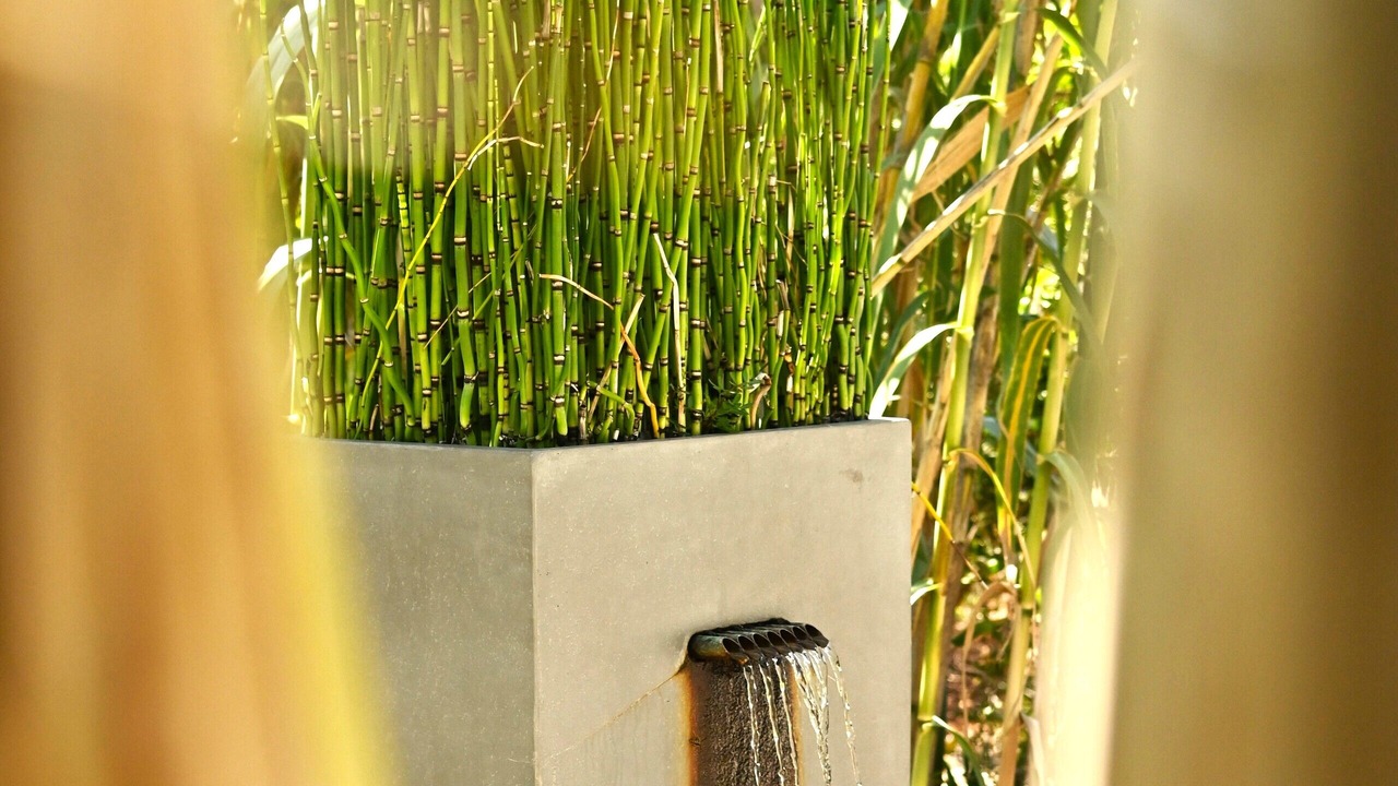 Photo of Outdoor in Bormes-Les-Mimosas