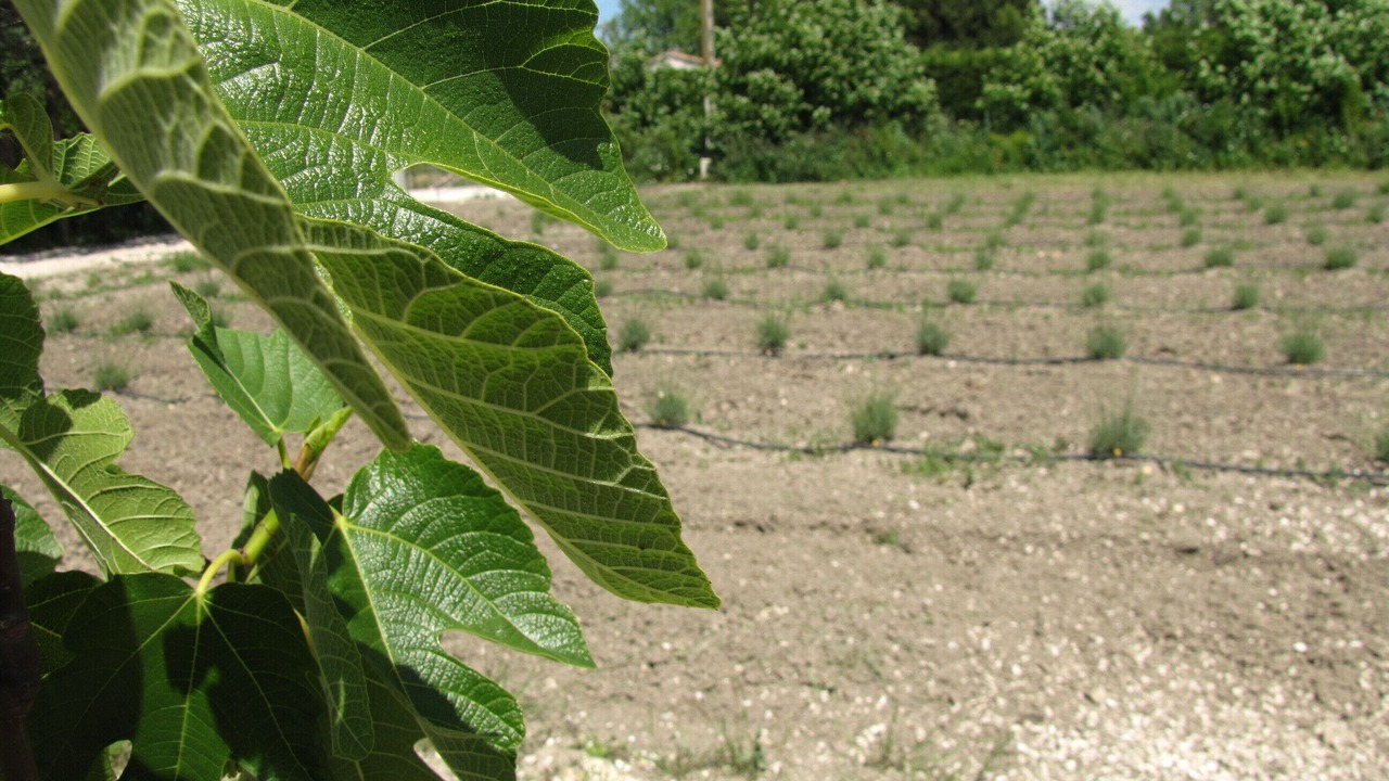 Photo of Outdoor in Caumont-sur-Durance