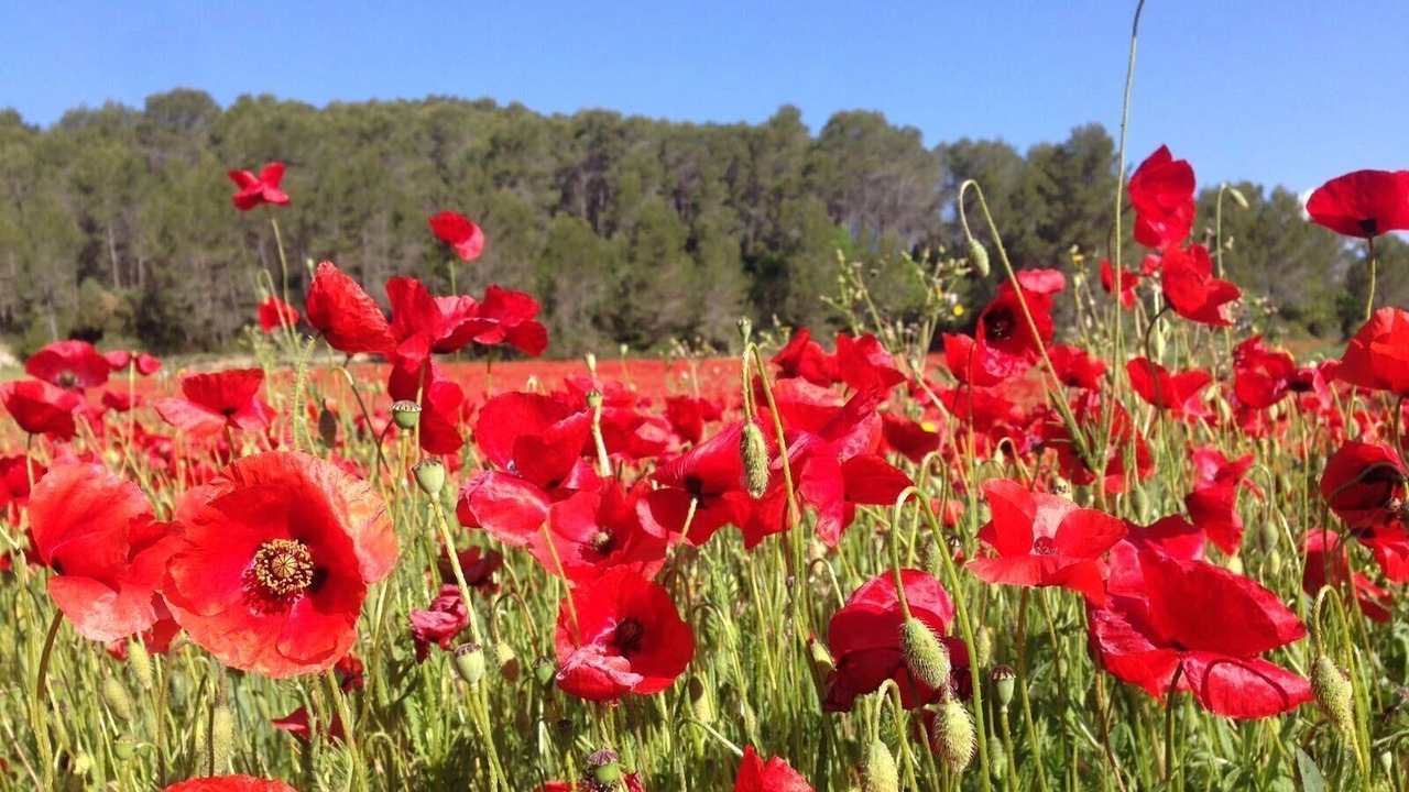 Photo of Outdoor in Saint-Antonin-du-Var