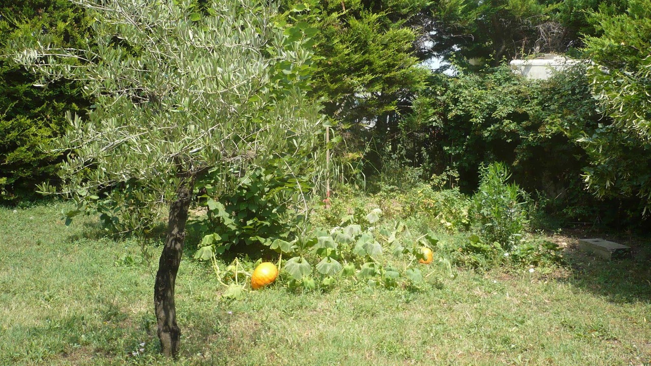 Photo of Outdoor in Sernhac