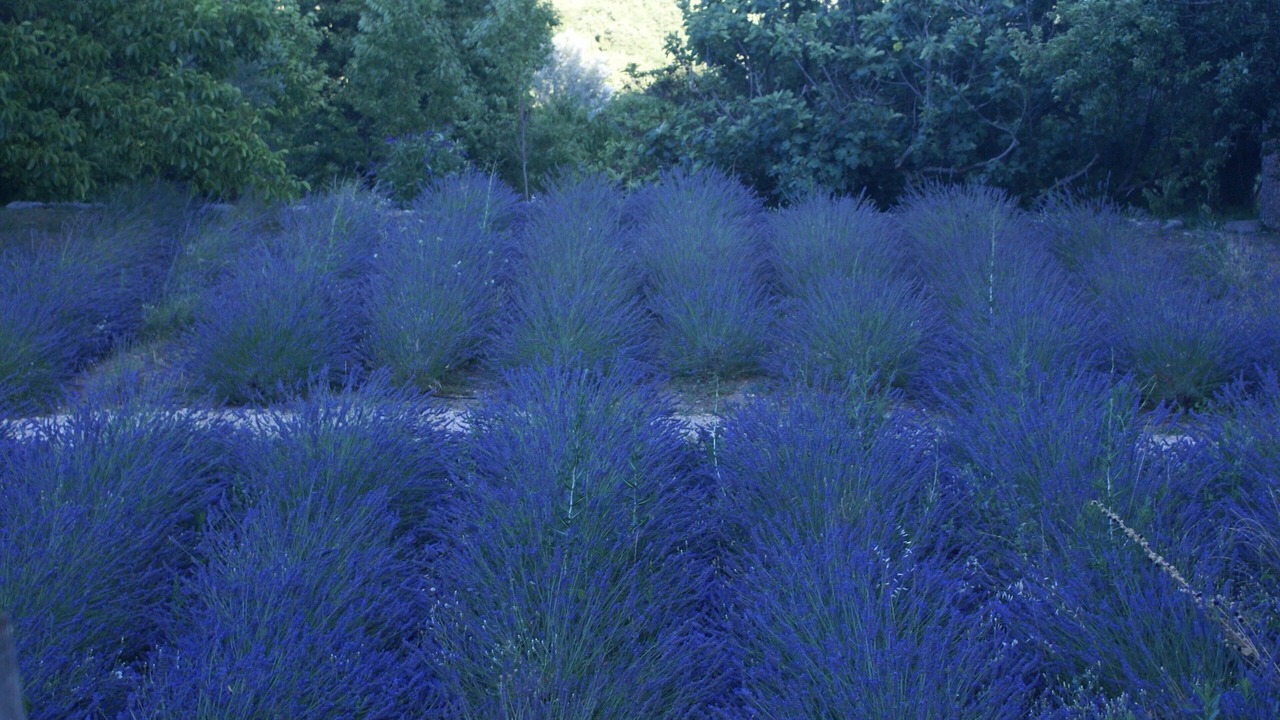 Photo of Outdoor in Saint-Martin-de-Castillon