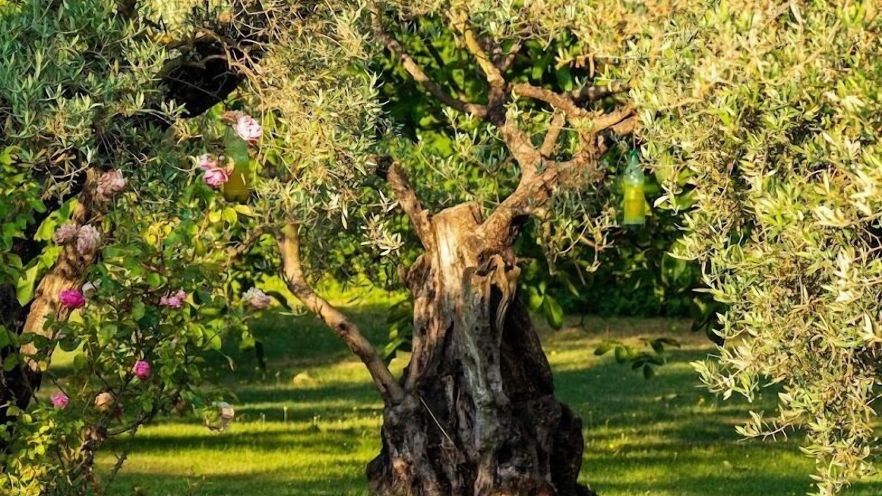 Photo of Outdoor in Les Mees