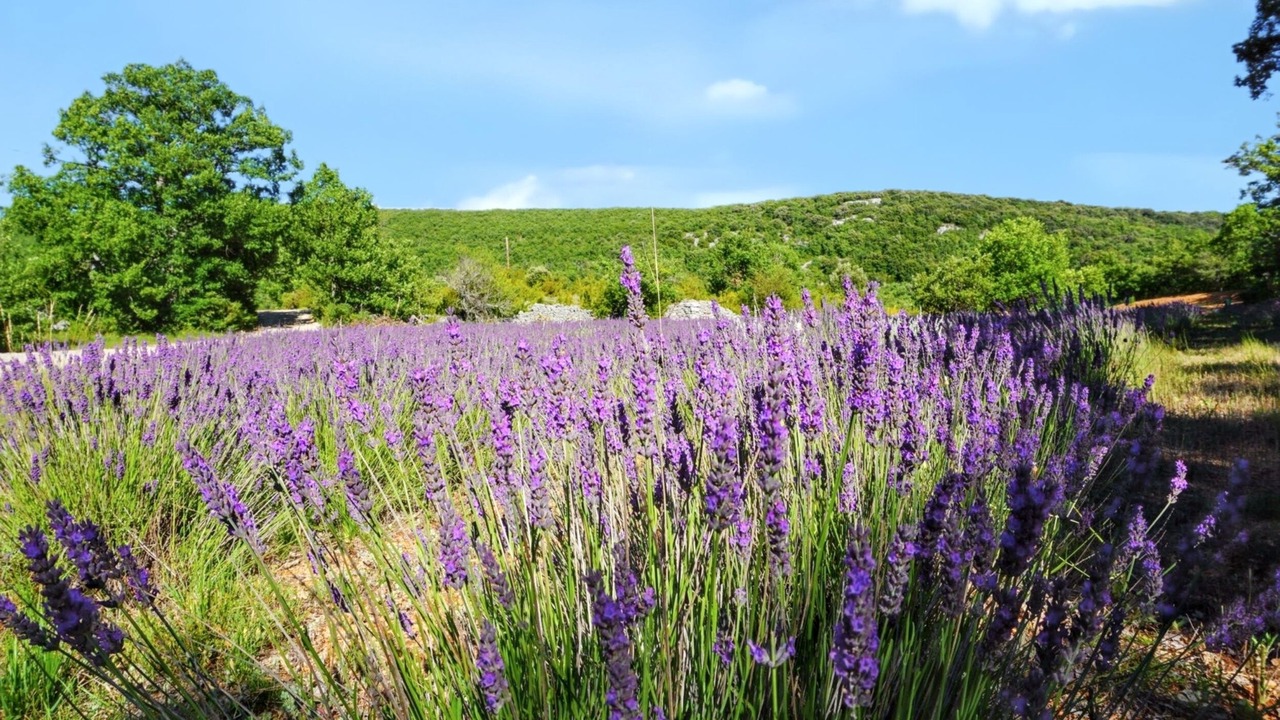 Photo of Outdoor in Simiane-la-Rotonde