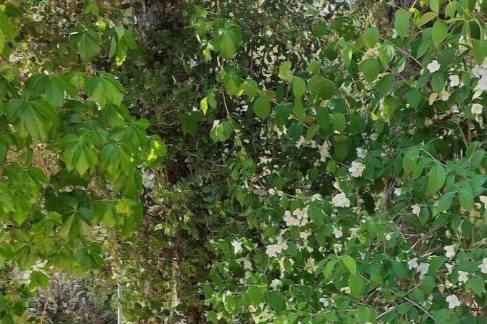 Photo of Outdoor in Tourves