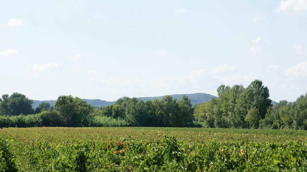Photo of Others in Montfrin