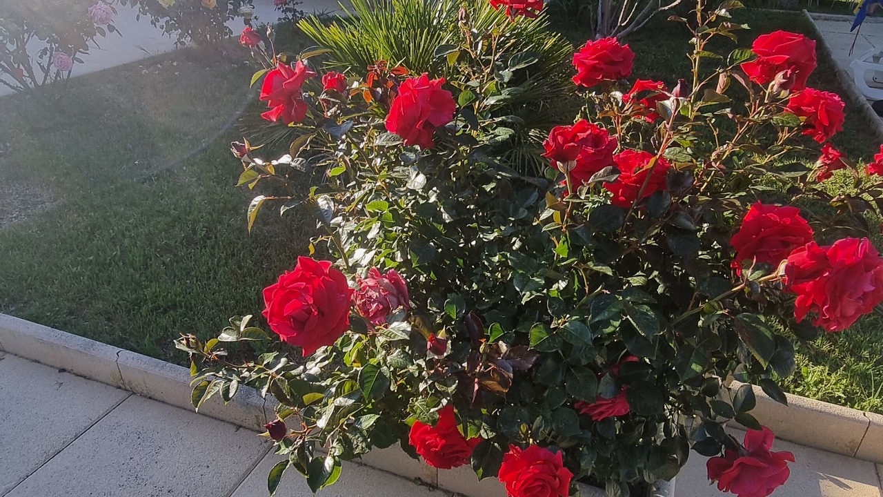 Photo of Outdoor in Gareoult