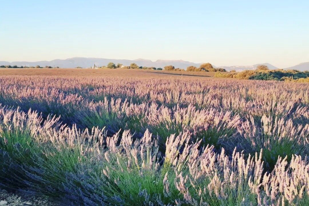 Photo of Others in Valensole