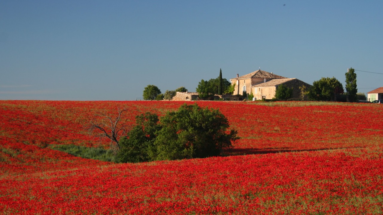 Photo of Others in Valensole