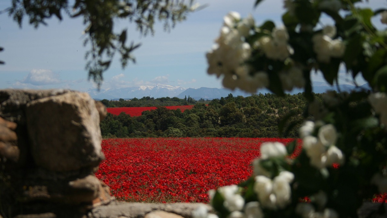 Photo of Outdoor in Valensole