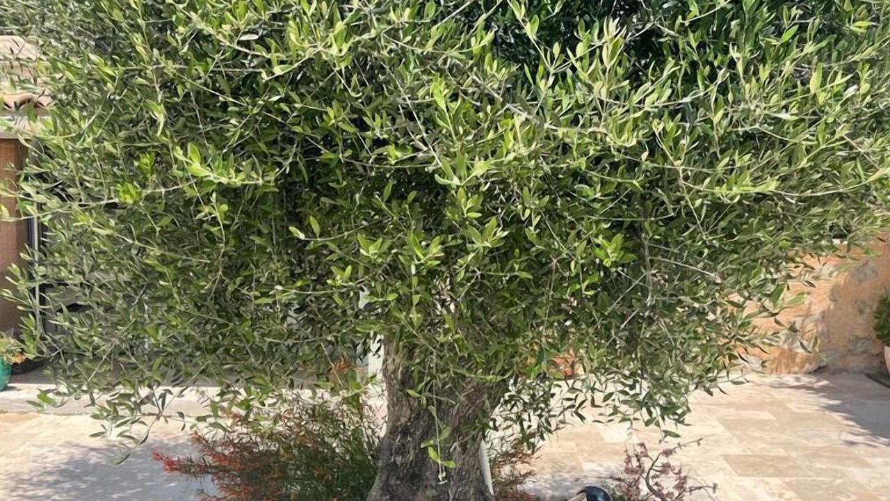 Photo of Outdoor in Saint-Cezaire-sur-Siagne