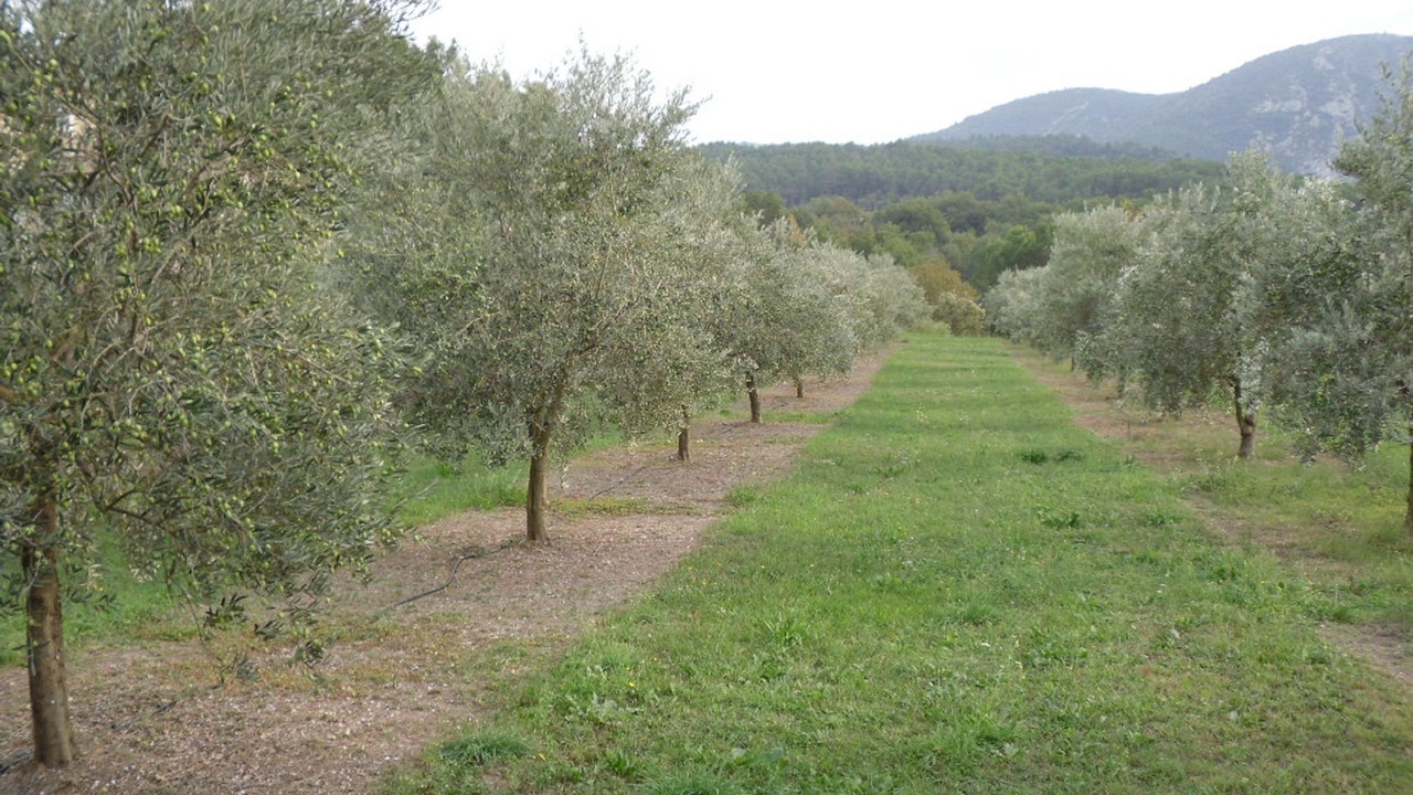 Photo of Others in Oppede