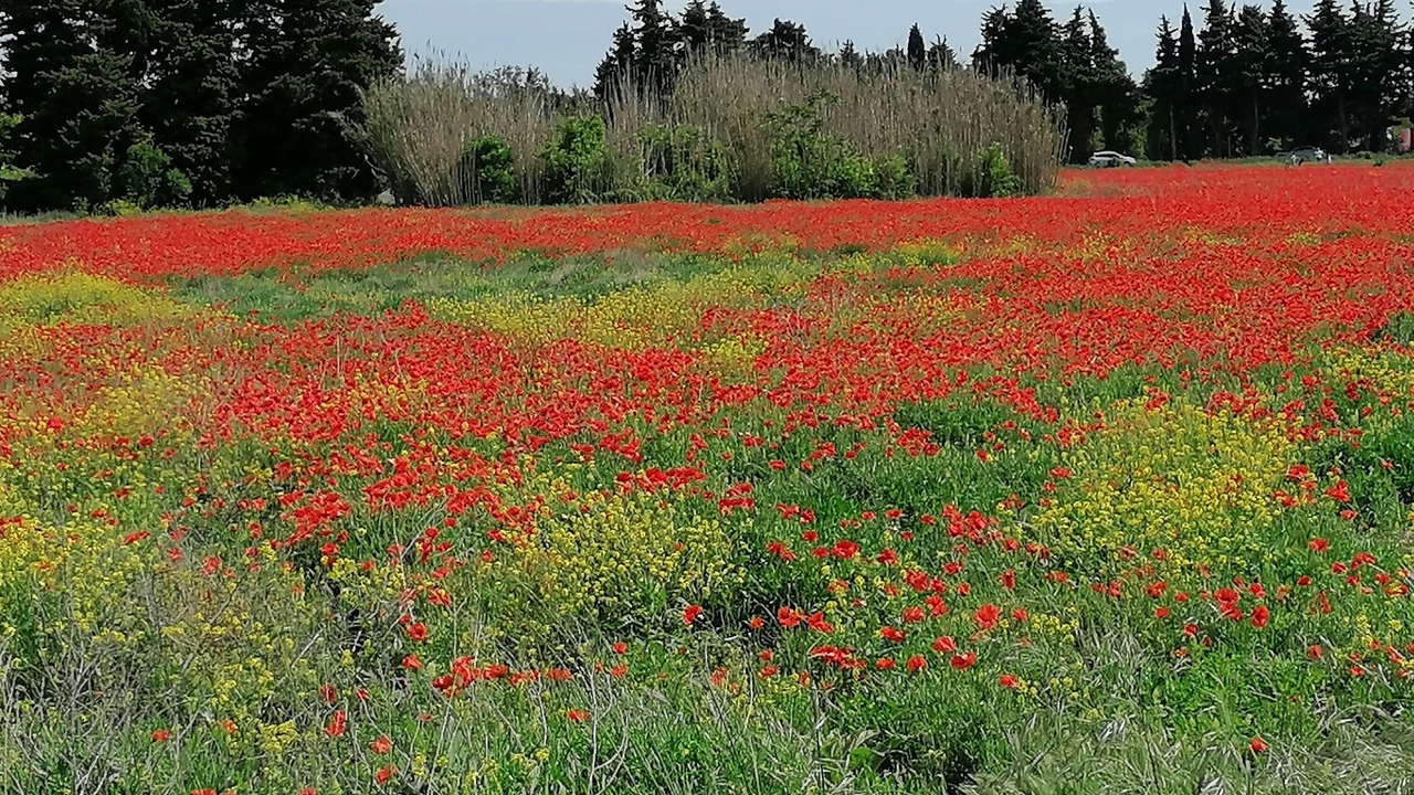 Photo of Outdoor in Velleron