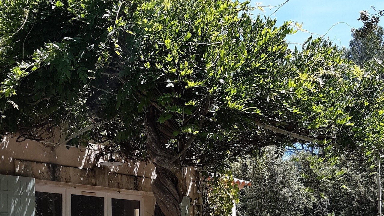Photo of Outdoor in Menerbes