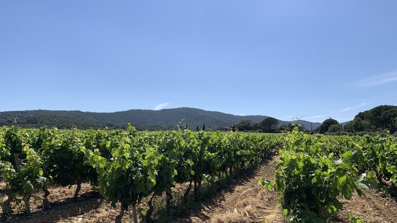 Photo of Outdoor in Cogolin