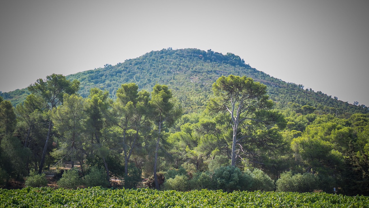 Photo of Others in Le Pradet