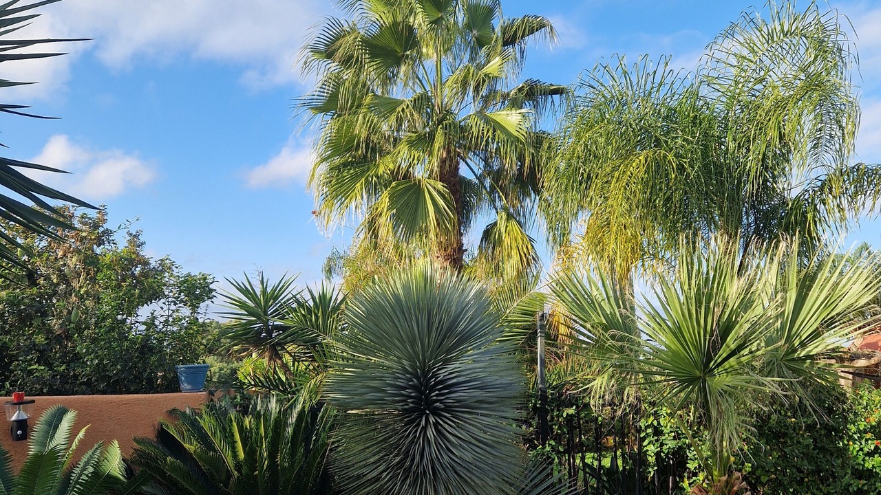 Photo of Outdoor in Carqueiranne