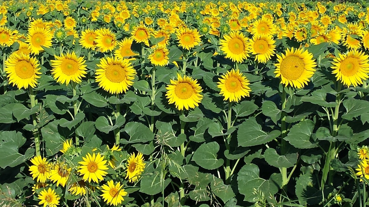 Photo of Outdoor in Menerbes