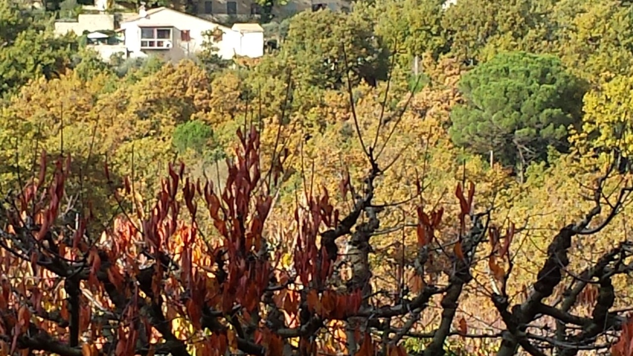 Photo of Others in Menerbes
