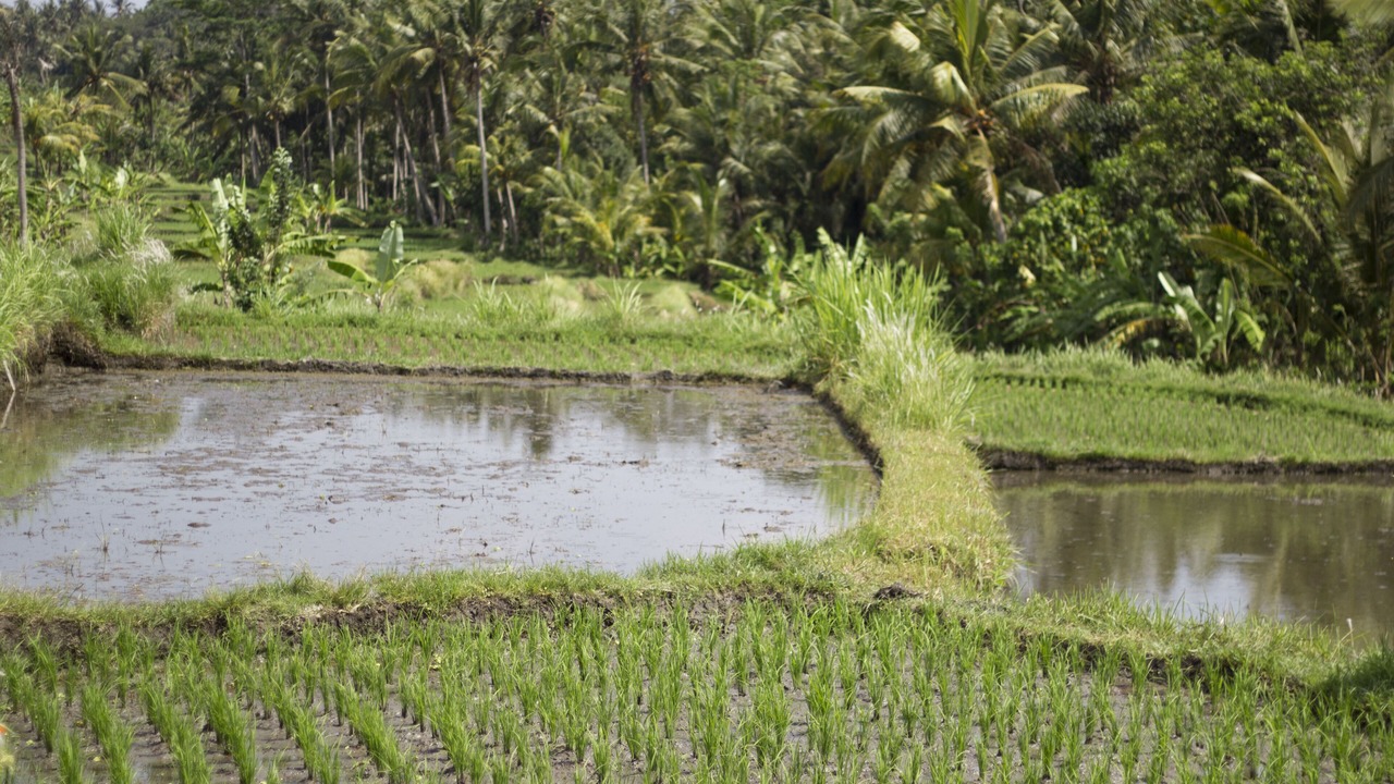 Photo of Outdoor in Kemenuh