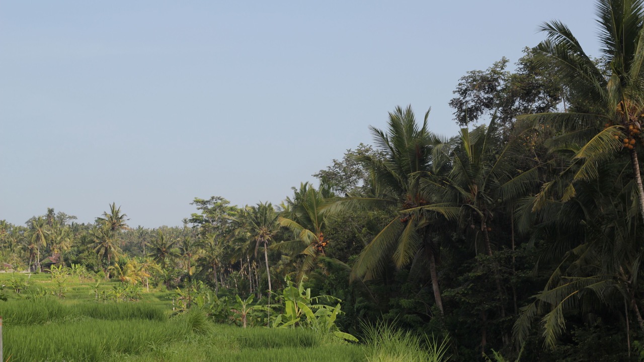 Photo of Outdoor in Kemenuh