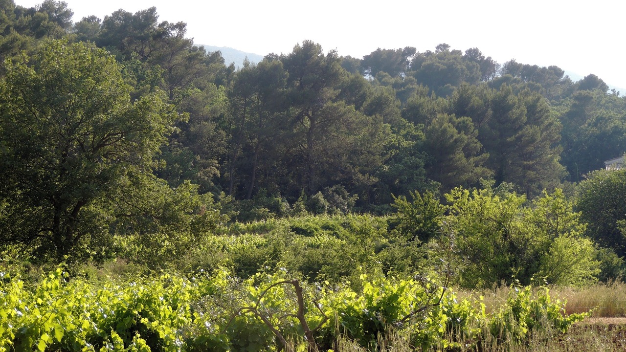 Photo of Outdoor in Menerbes