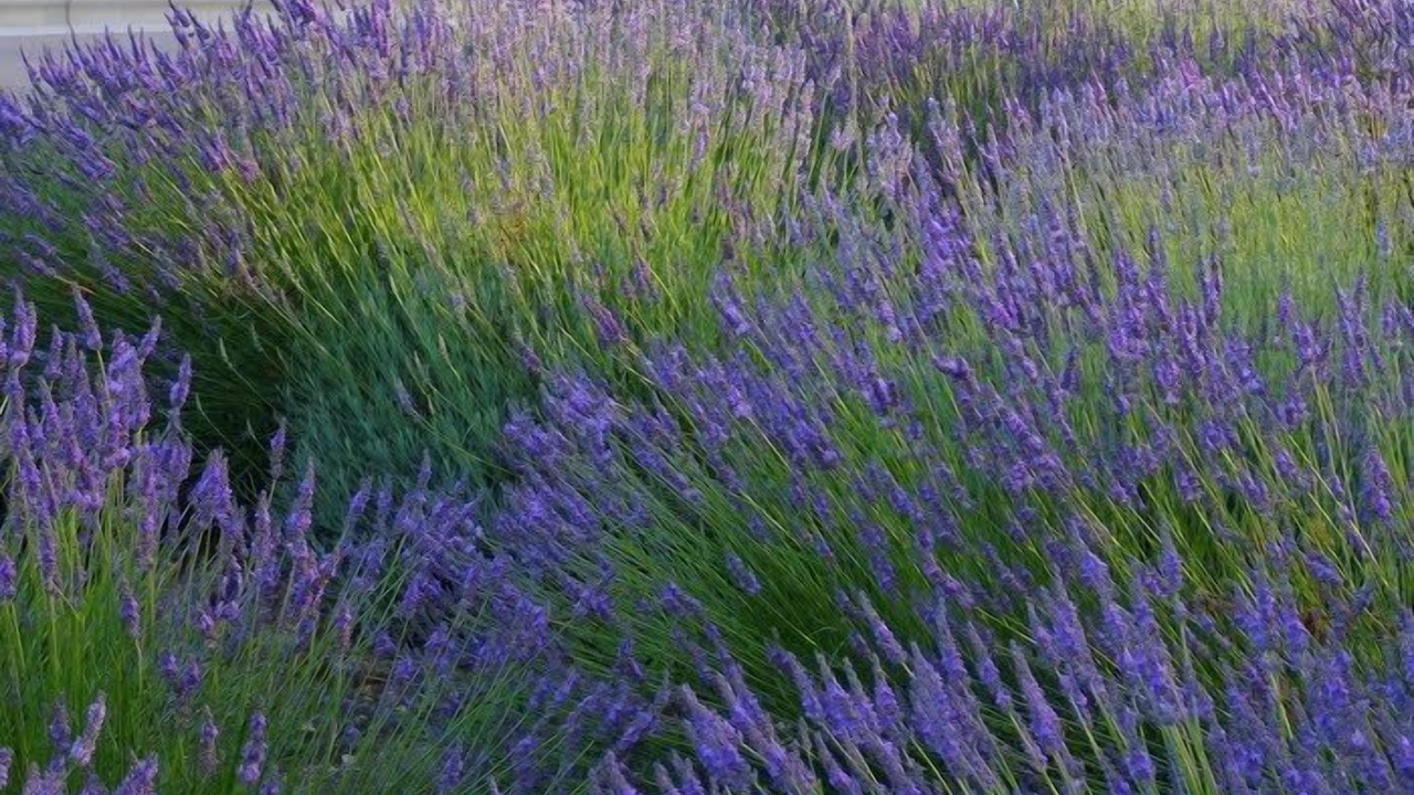Photo of Outdoor in Avignon City Centre