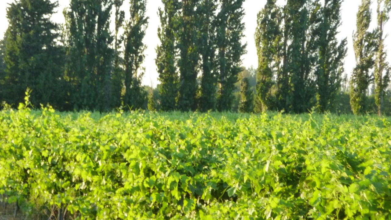 Photo of Outdoor in Jonquerettes