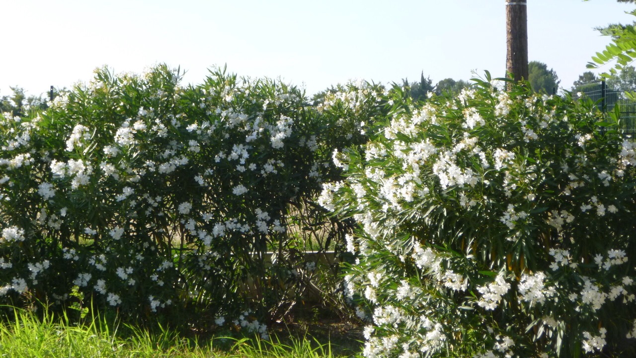 Photo of Outdoor in Jonquerettes