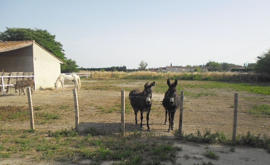 Photo of Others in Arles