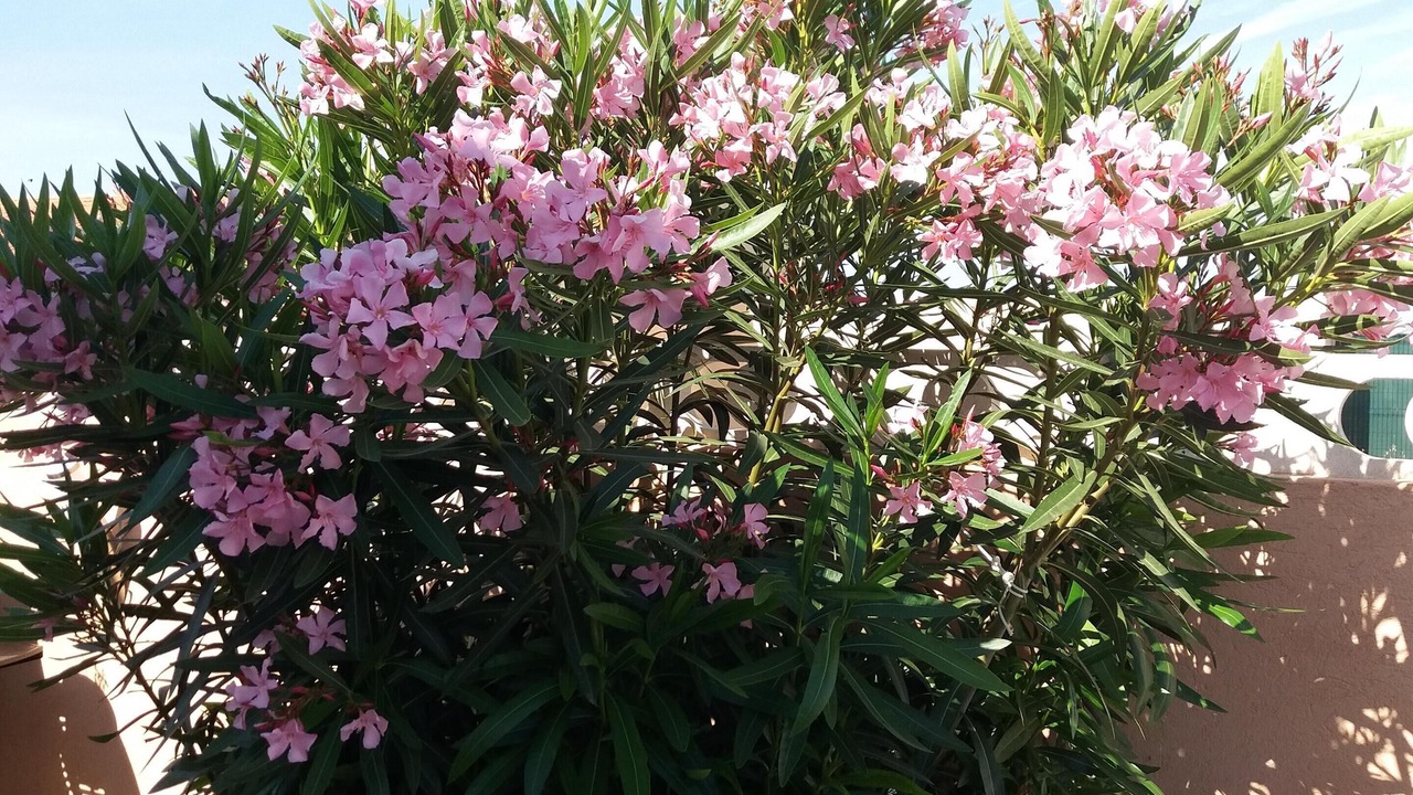 Photo of Outdoor in Les Bormettes
