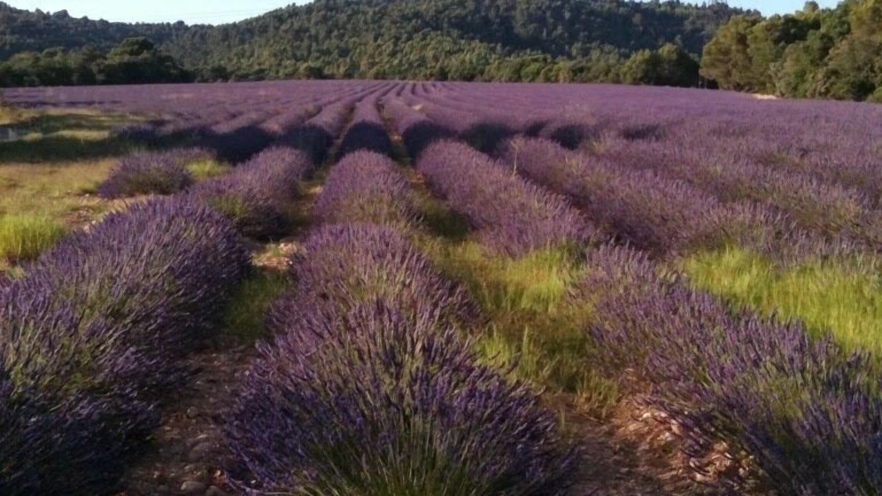 Photo of Outdoor in Montpezat