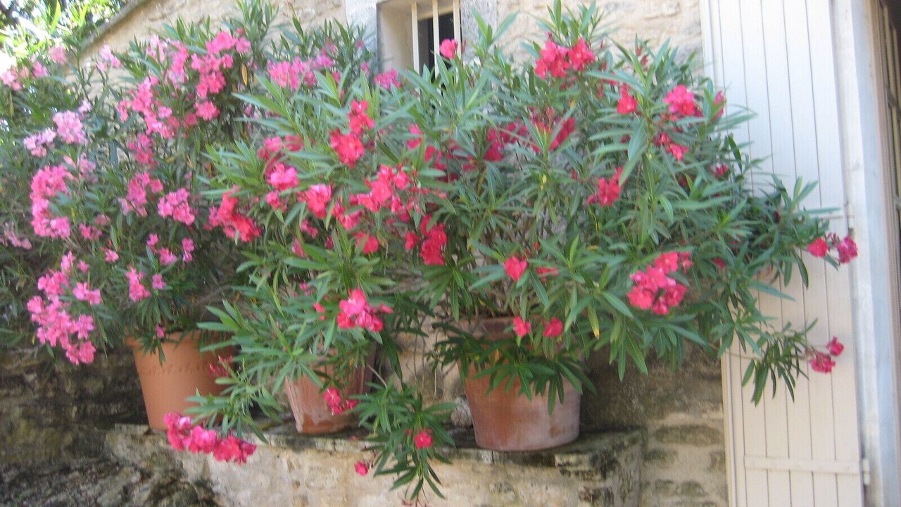 Photo of Outdoor in Bonnieux