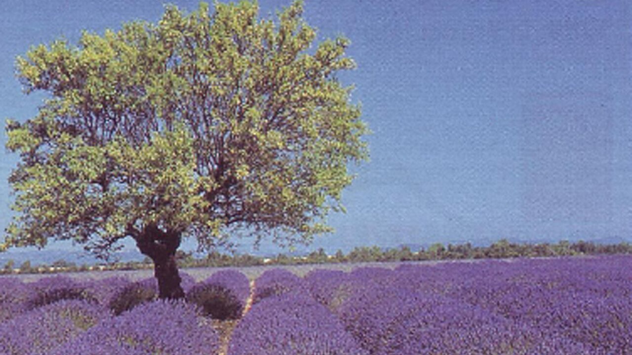 Photo of Outdoor in Tavernes